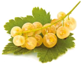 Смородина желтая