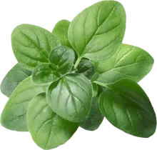 Орегано, свежий