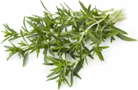 Чабер, свежий