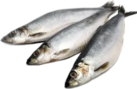Сельдь
