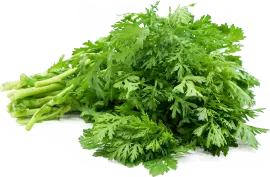 Хризантема овощная, зелень