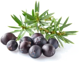 Можжевельник