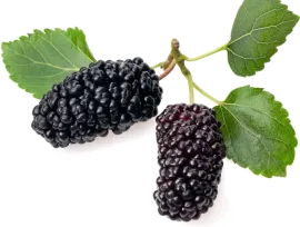 Шелковица