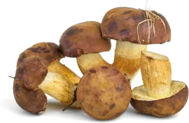 Подберезовик