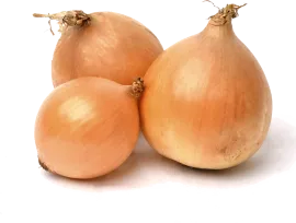 Лук репчатый