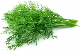 Зелень укропа