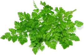 Кервель, зелень, свежая