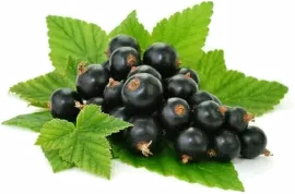 Смородина черная