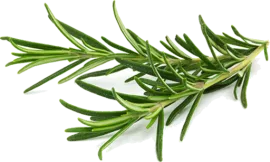 Розмарин, свежий
