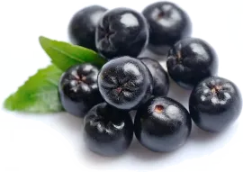 Рябина черноплодная