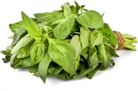 Базилик зеленый, свежий